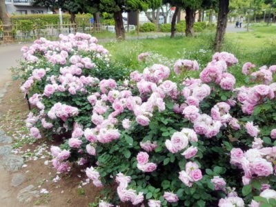 ピンクの薔薇がいっぱい