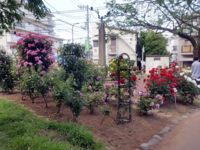 行徳駅前公園の隅っこあたりのバラ園