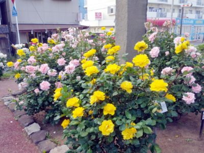 黄色い薔薇も